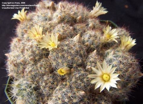 Two to five cactus seeds can also be obtained from a sandfish or scorpion carp fish pond when the population of the pond reaches 10. PlantFiles Pictures: Texas Nipple Cactus (Mammillaria ...