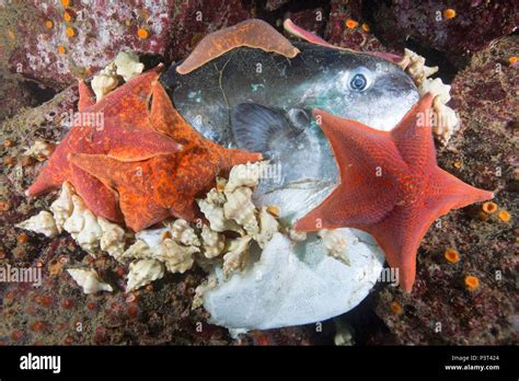 Bat Star Asterina Miniata Group And Sea Snails Feeding On Ocean