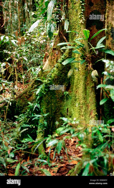 Trunk From A Jungle Tree Korowai Area Papua Indonesia Stock Photo