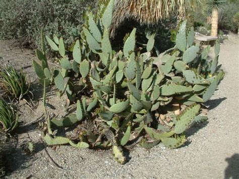 Fruit can be raw or blended into a smoothy/icee drink; Opuntia engelmannii var. lindheimeri