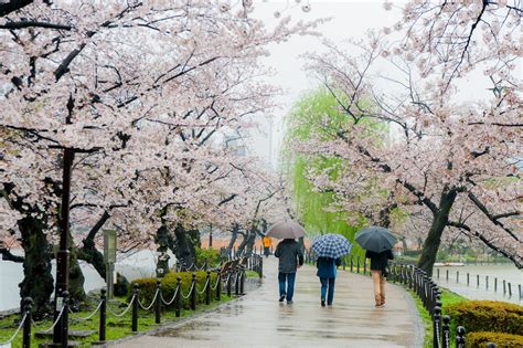 Ultimate Guide To The Cherry Blossom Festival In Japan 2020
