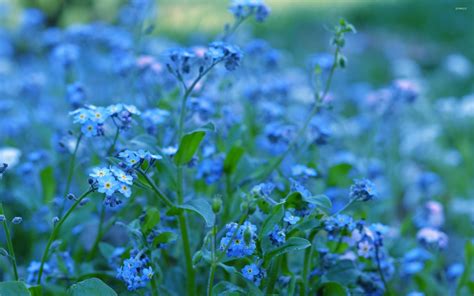 Video is not monetized !!! Forget-me-not 9 wallpaper - Flower wallpapers - #32615
