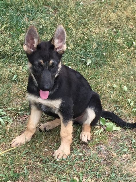 German shepherd puppy litters for sale. German Shepherd Puppies For Sale In Michigan All You | Dog ...
