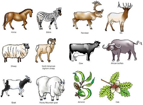 This week, we highlight domesticated animals. Domestication clipart 20 free Cliparts | Download images ...