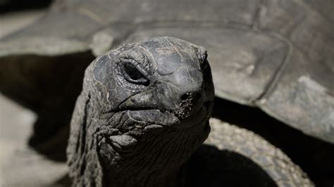 Kura Kura Aldabra Gembira Loka Zoo