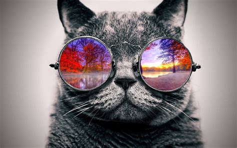 Cool Cat Nature By Tovalhalla On Deviantart
