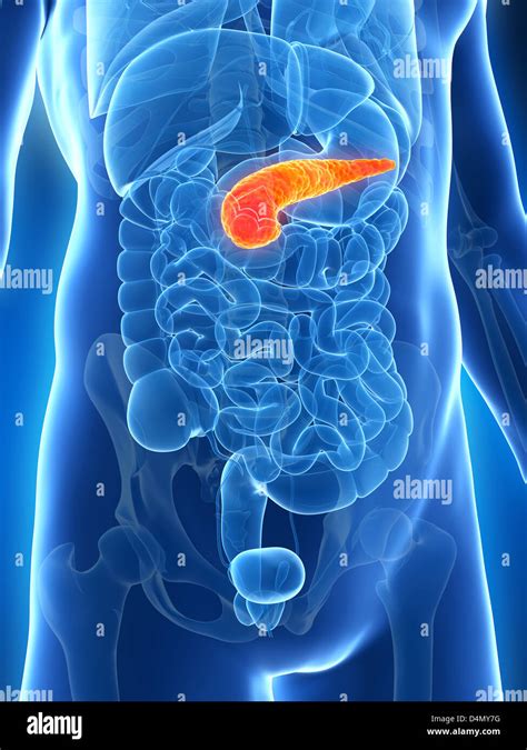 Pancreas And Kidney Hi Res Stock Photography And Images Alamy