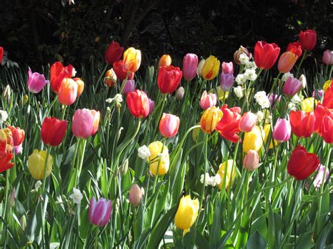 How To Fertilize Spring Blooming Bulbs Jobes Company Blog
