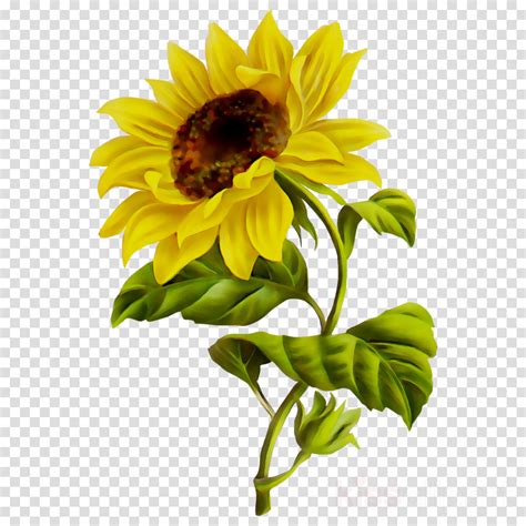 Free 184 Sunflower Svg Transparent Background Svg Png Eps Dxf File Riset