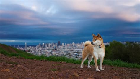 Check out these amazing selects from all over the web. shiba inu dog Wallpapers HD / Desktop and Mobile Backgrounds