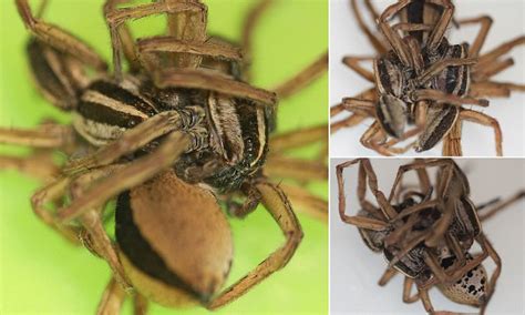Kinky Wolf Spiders Have Threesomes That Last Four Hours