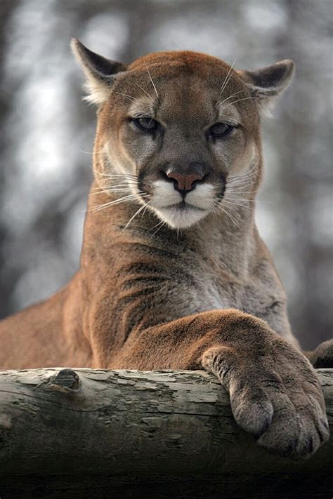 218 Best Images About Cougar Mountain Lion Puma On Pinterest Cats