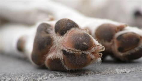 Grass Seeds In Dog Paw What To Do Oodle Life