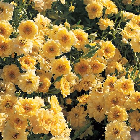 Yellow Ribbons Ground Cover Rose Ground Cover Roses Pictures Of