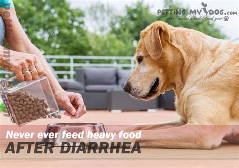 What To Give A Dog That Has Diarrhea Call Vet And Some Quick Home Remedy