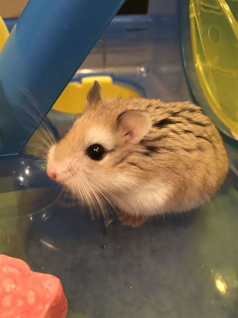 ˗ˏˋ 𝔭𝔦𝔫𝔱𝔢𝔯𝔢𝔰𝔱 𝔦𝔱𝔰𝔩𝔦𝔩𝔶𝔶12 ˎˊ˗ Cute Hamsters Super Cute Animals