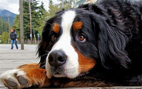 Bernese Mountain Dog The Bernese Mountain Dog Is A Large Flickr