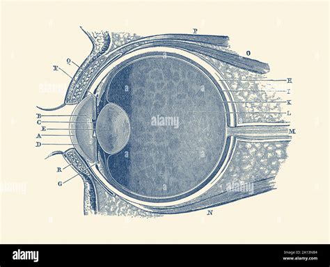 Anatomia Vintage Print Mostra Un Diagramma Dell Occhio Umano Foto Stock