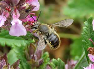 Maybe you would like to learn more about one of these? Wool carder bee (Anthidium manicatum) - Bumblebee ...