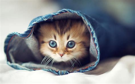 Cutest Animal Ever Wallpapers Wallpaper Cave