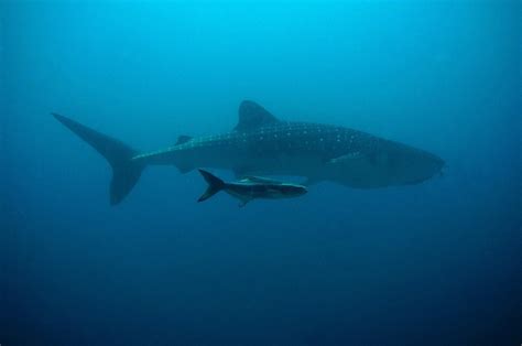 Ternyata Doa Ini yang Dibacakan Nabi Yunus saat Berada dalam Perut Ikan