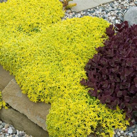 Sedum Acre Aureum Is A Low Growing Evergreen Sedum That Can Grow Up To 12 Wide In A Single