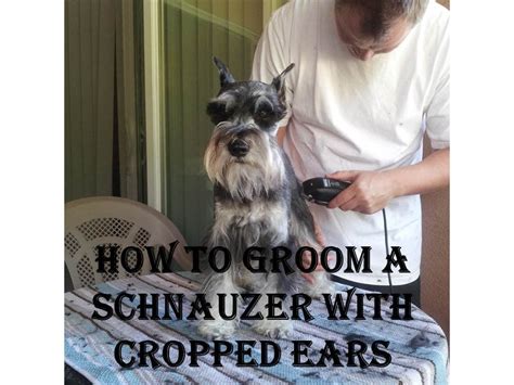 How To Groom A Schnauzers Ears