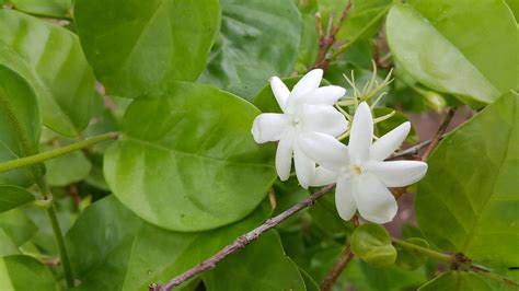 White Jasmine Flower Free Image Peakpx