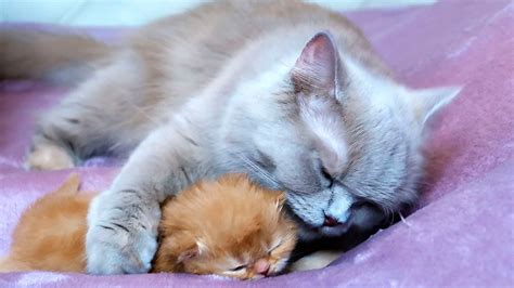 The Way A Mother Cat Loves Her Kittens Is Very Strongly Best Moments