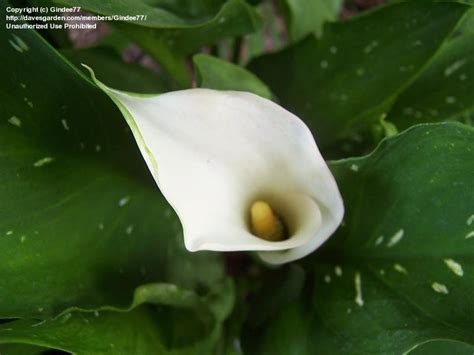 Plantfiles Pictures Zantedeschia Species Arum Lily White Calla Lily