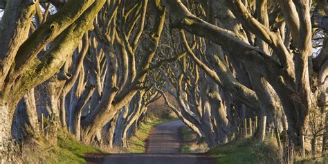 Irelands Dark Hedges Is The Most Mystifyingly Cool Road