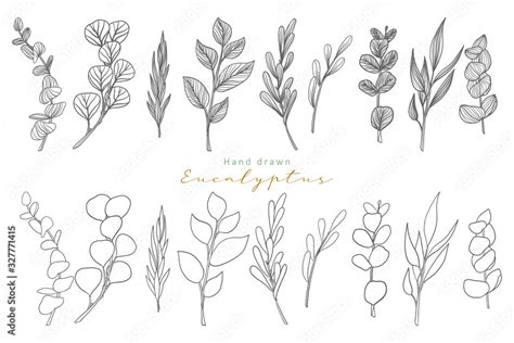hand drawn eucalyptus leaves Stock Vector | Adobe Stock