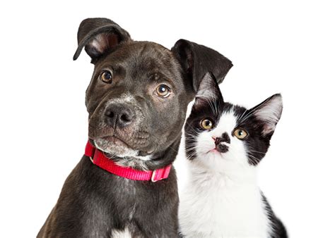 7 Tips for Adopting the Perfect Dog or Cat for You | Animal Planet