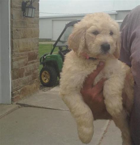 We are expecting two more litters this year. F1B Goldendoodle Puppies for Sale in Cameron, Missouri ...