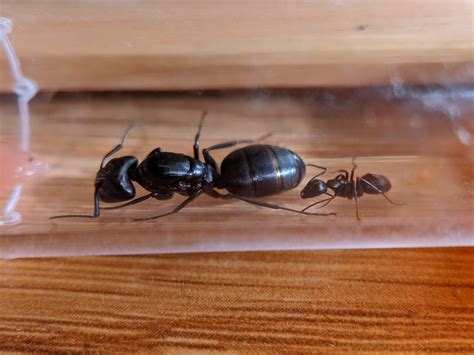 Any good beginning formicariums for a black carpenter ant queen? : r