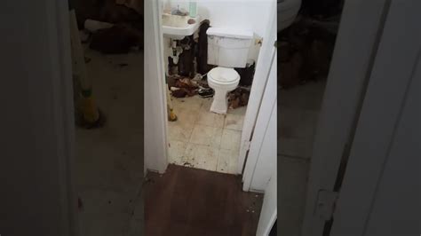 Bathroom Flood Extraction Youtube