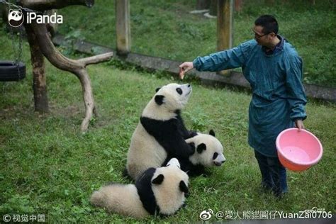 Pin De Patnida Panda En Chongqing Zoo Giant Pandas Pandas