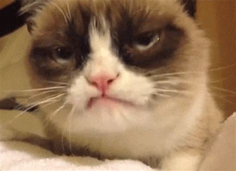 Disapproving Grumpy Cat Blank Template Imgflip