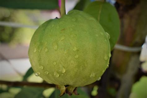 High Yield Hybrid Guava Varieties In India State Wise Cultivars