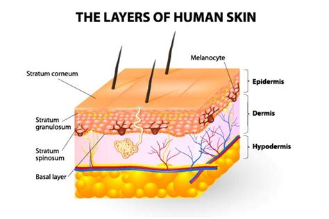 The deeper layer of skin is well vascularized (has numerous blood vessels) and is superficial to the hypodermics. Teach Besides Me: Layers Of The Epidermis