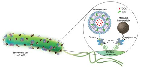 Biohybrid Microrobots Could Be Effective Cancer Drug Delivery Systems