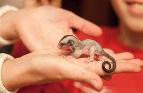 12 Reasons To Avoid Getting A Sugar Glider As A Pet A Z Animals