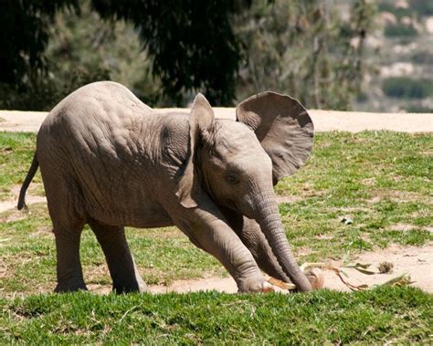 Baby Elephant San Diego Safari Park I Just Love The Way Its