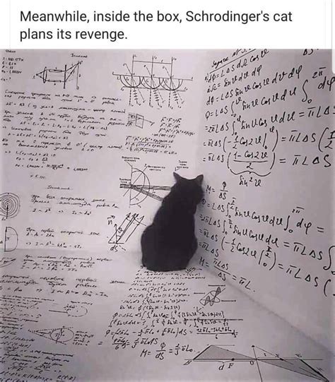 26 Cat Memes Revenge Factory Memes