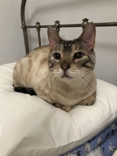This is a public cat adoption board for members of the public to post cats that need homes. Cat for adoption - Ghost - Bengal, a Bengal & Siamese Mix ...