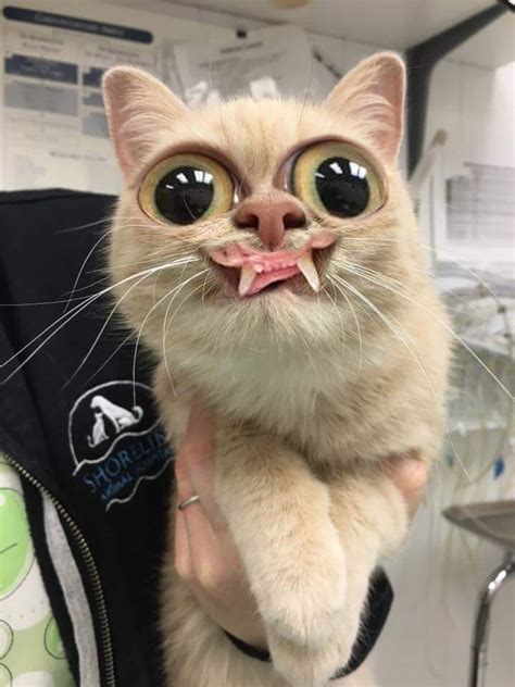 Psbattle Cat With A Unique Smile Rphotoshopbattles