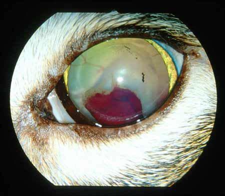 Imaging is enhanced by using a 7.5 and 20 diopter lens for oct and mferg fundus imaging, respectively, to compensate for the. Hypertension in Cats and Dogs - WALTHAMOSU2002 - VIN