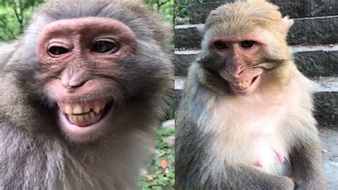 Monkey Tik Tok Funny Monkey Funny 2020 Youtube