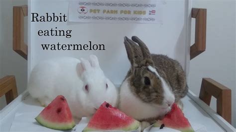 Rabbit Eating Watermelon Youtube