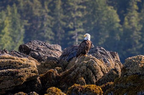 Bald Eagle Sitting On The Rocks Stock Photo Image Of Looking Alert